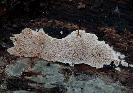 Attēlu rezultāti vaicājumam “Elmerina caryae”