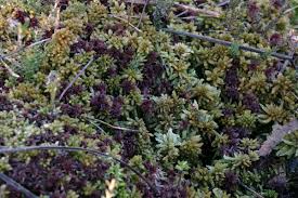 Attēlu rezultāti vaicājumam “Sphagnum magellanicum”