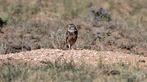 Attēlu rezultāti vaicājumam “Strigiformes”