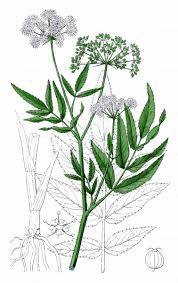 Attēlu rezultāti vaicājumam “Sium latifolium flower”