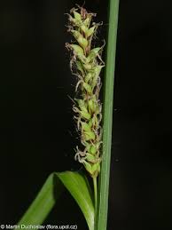 Attēlu rezultāti vaicājumam “Carex acutiformis flower”