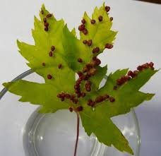 Attēlu rezultāti vaicājumam “Vasates quadripedes”