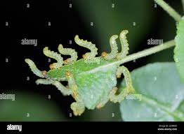 Attēlu rezultāti vaicājumam “Pristiphora maesta larva”