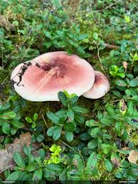 Attēlu rezultāti vaicājumam “Fuligo licentii”