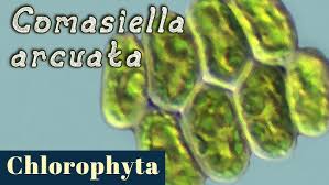 Attēlu rezultāti vaicājumam “Chlorophyta”