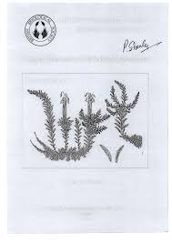 Attēlu rezultāti vaicājumam “Paraleucobryum longifolium sporophyte”