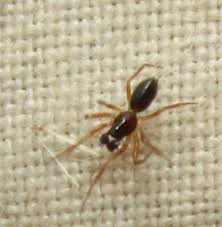 Attēlu rezultāti vaicājumam “Linyphiidae”