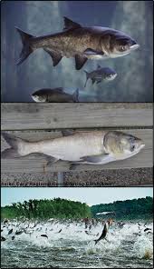 Image result for Hypophthalmichthys nobilis