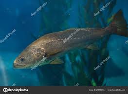 Image result for Argyrosomus regius