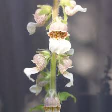 Image result for Digitalis lanata