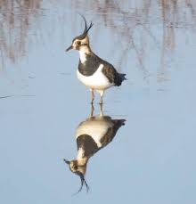 Attēlu rezultāti vaicājumam “Vanellus vanellus”