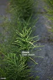 Attēlu rezultāti vaicājumam “Equisetum pratense”