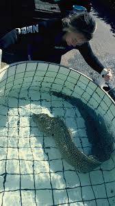 Image result for Cymatoceps nasutus