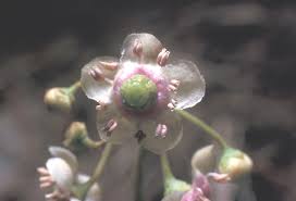 Attēlu rezultāti vaicājumam “Chimaphila umbellata flower”
