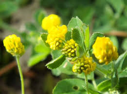 Attēlu rezultāti vaicājumam “Medicago lupulina flower”
