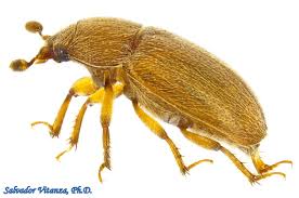 Attēlu rezultāti vaicājumam “Nitidulidae”