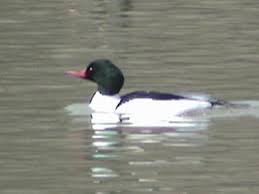 Attēlu rezultāti vaicājumam “Mergus merganser”