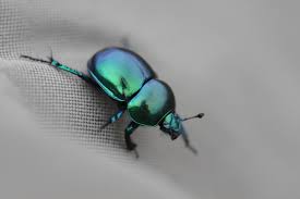 Attēlu rezultāti vaicājumam “Trypocopris vernalis”