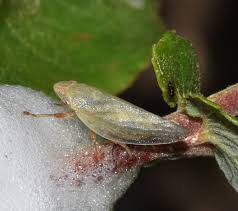 Attēlu rezultāti vaicājumam “Aphrophora salicina”