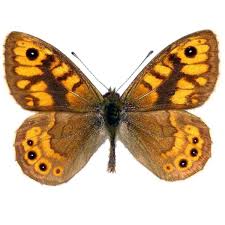 Attēlu rezultāti vaicājumam “Nymphalidae”