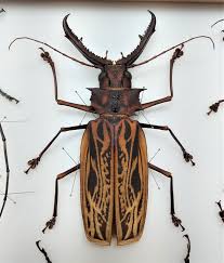 Attēlu rezultāti vaicājumam “Priobium carpini”