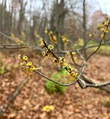 Attēlu rezultāti vaicājumam “Hamamelis virginiana bud”