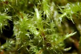 Attēlu rezultāti vaicājumam “Rhytidiadelphus subpinnatus”