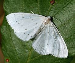 Attēlu rezultāti vaicājumam “Cribraria intricata macro”