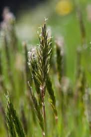 Attēlu rezultāti vaicājumam “Anthoxanthum odoratum flower”