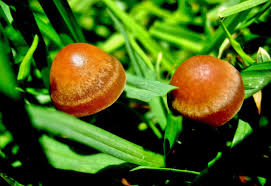 Attēlu rezultāti vaicājumam “Psathyrella sp.”