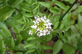 Image result for Rorippa nasturtium-aquaticum