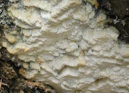 Attēlu rezultāti vaicājumam “Skeletocutis odora”