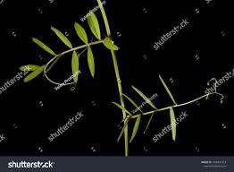 Attēlu rezultāti vaicājumam “Vicia angustifolia leaf”