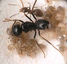 Attēlu rezultāti vaicājumam “Lasius fuliginosus”