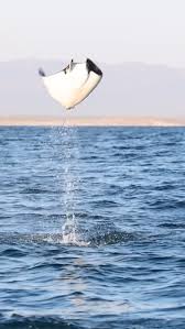 Image result for Mobula hypostoma