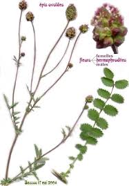 Attēlu rezultāti vaicājumam “Poterium sanguisorba”