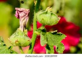 Attēlu rezultāti vaicājumam “Alcea rosea bud”