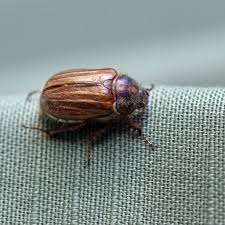 Attēlu rezultāti vaicājumam “Amphimallon solstitiale”