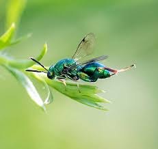 Attēlu rezultāti vaicājumam “Torymidae”