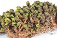 Attēlu rezultāti vaicājumam “Zygodon rupestris”