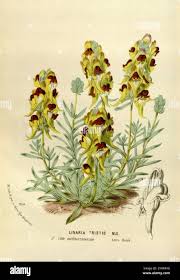 Attēlu rezultāti vaicājumam “Linaria loeselii leaf”