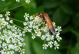 Attēlu rezultāti vaicājumam “Tenthredo campestris”