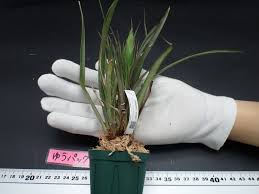 Image result for tillandsia umbellata