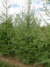 Attēlu rezultāti vaicājumam “Larix”