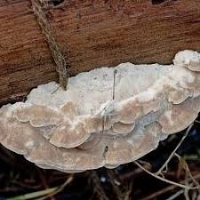 Attēlu rezultāti vaicājumam “Postia tephroleucus”