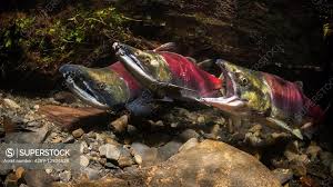 Image result for Oncorhynchus nerka