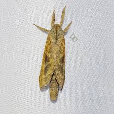 Attēlu rezultāti vaicājumam “Hepialidae”