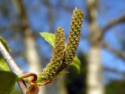 Attēlu rezultāti vaicājumam “Betula nana female flower”