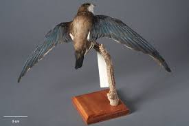 Image result for Hirundapus caudacutus