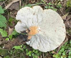 Attēlu rezultāti vaicājumam “Cribraria vulgaris stalked”